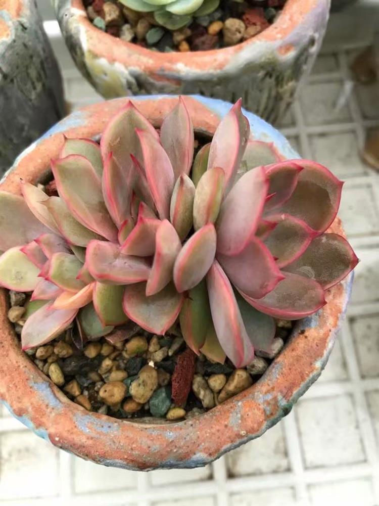 多肉植物需要悉心照料吗,多肉植物照料