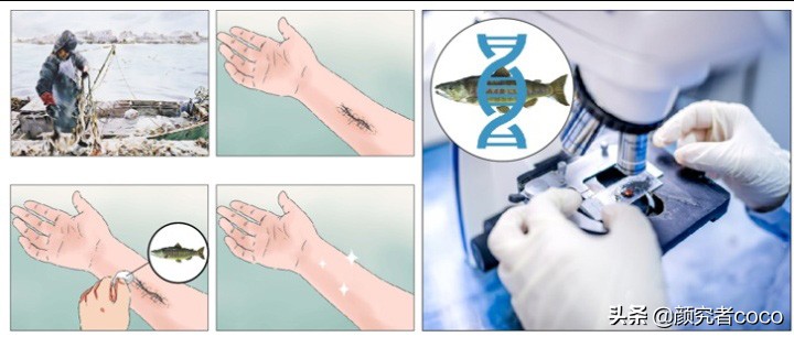 婴儿针的功效和价位,婴儿针保健品