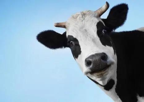 德运奶粉事件,德运奶粉事件曝光