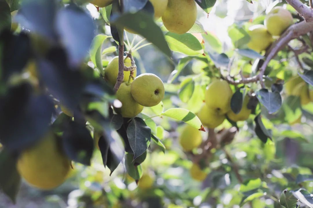 苏州女子探秘南疆巴州：这是一处色彩的世界，超出你的想象