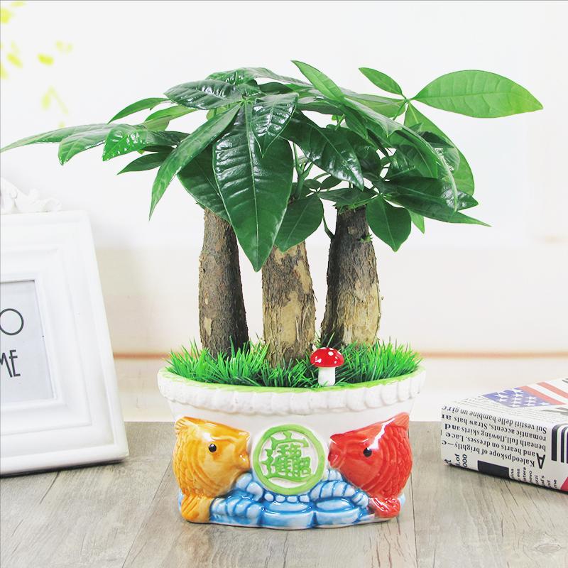 3种“旺财”花，寓意财源滚滚，养一盆，日子越过越舒心