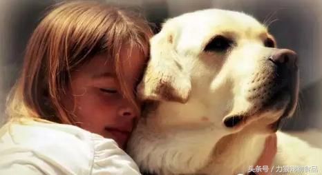 狗狗冷知识500条,狗狗柯基冷知识