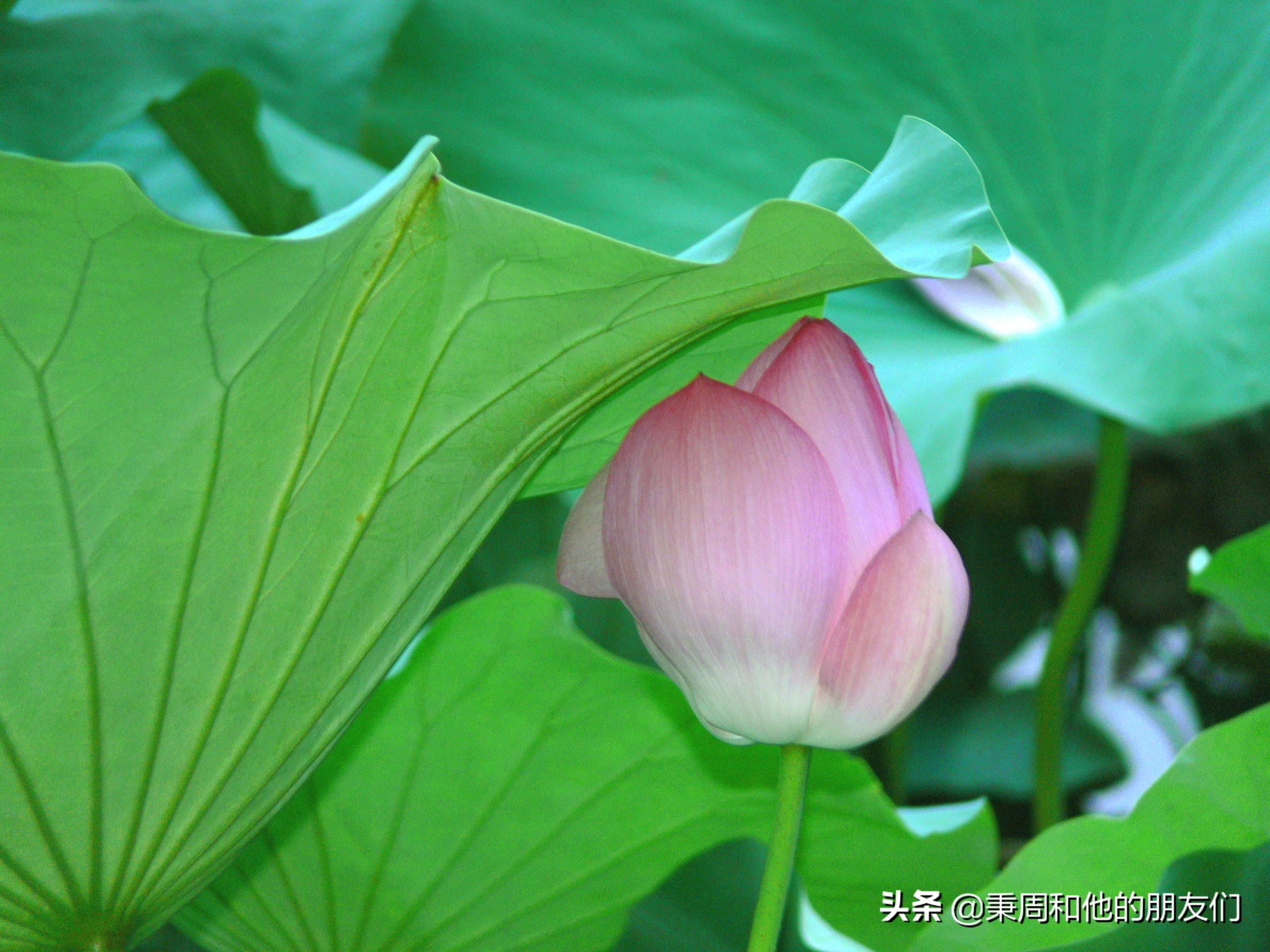 秉周和他的朋友们：八月花令同题诗歌