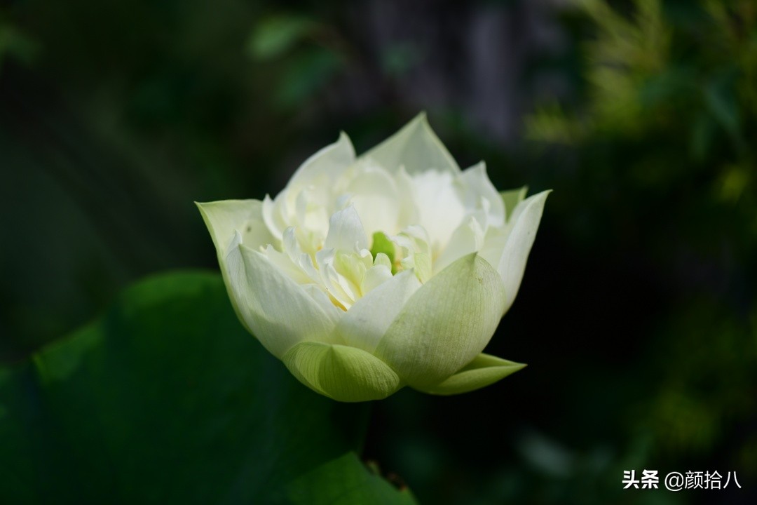 碗莲种藕生长到开花全过程,碗莲种藕到开花的过程