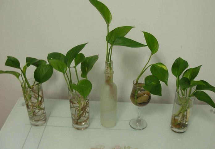 水培的绿萝如何正确转土培,水培绿萝可以直接种盆里吗