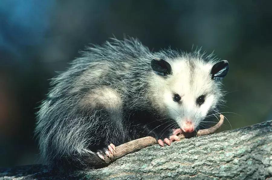 两个眼睛都是斗鸡眼是不是聪明,一对斗鸡