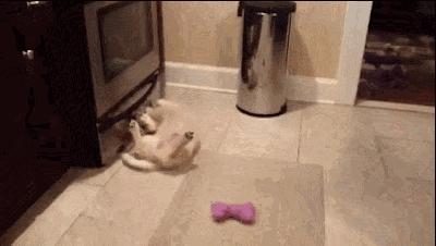 金毛幼犬细小七天过了会好转吗,金毛幼犬得了细小能看好吗