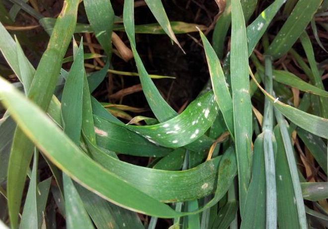 小麦白秆病的危害和防治,小麦黄粉病的防治方法