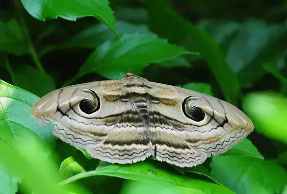 果树大量生虫子怎么办,防止果树生虫子小妙招