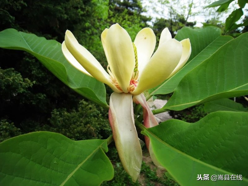 农村比较常见的中草药,农村不可碰的十种草药