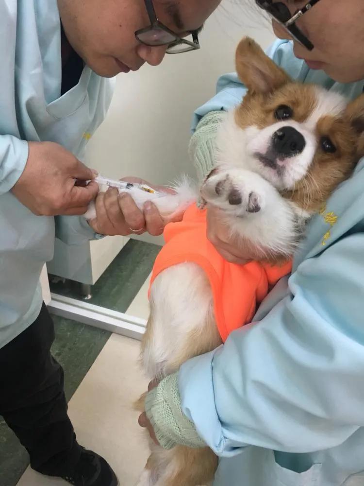 宠物医院看病如何防止被坑,小野猫去宠物医院检查多少费用