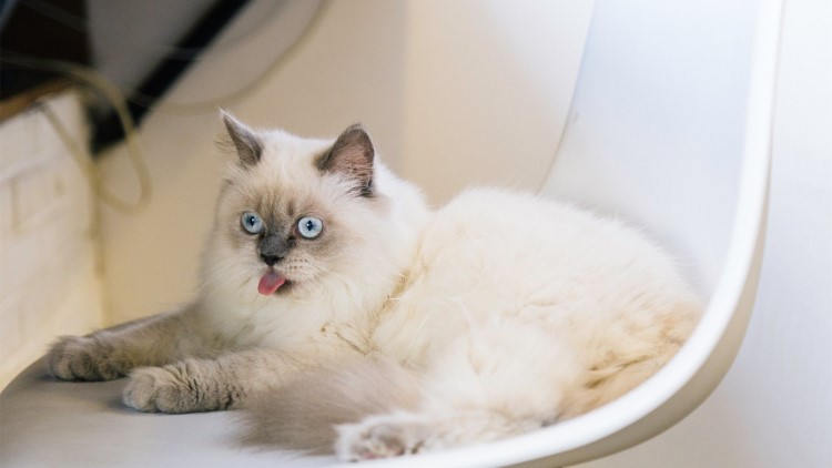 猫咪头部受伤结疤如何防止抓破,猫咪后腿受伤骨头露出来了怎么办