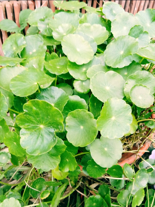 浜鸿浜虹埍缈$繝,浜鸿浜虹埍鑺辫崏