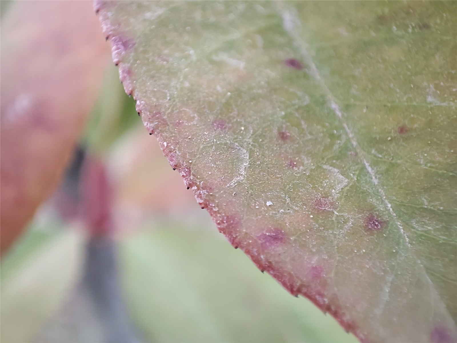 小米11骁龙888都有什么功能,小米11评测骁龙888到底有多强