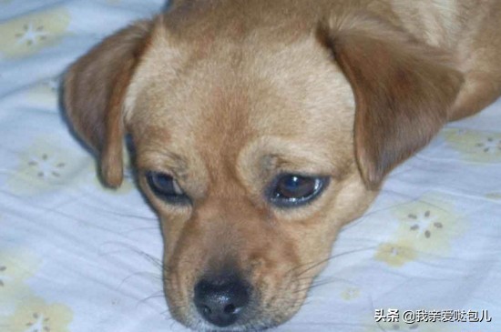 狗狗呕吐的症状及治疗方法,狗狗呕吐怎么办最有效的方法