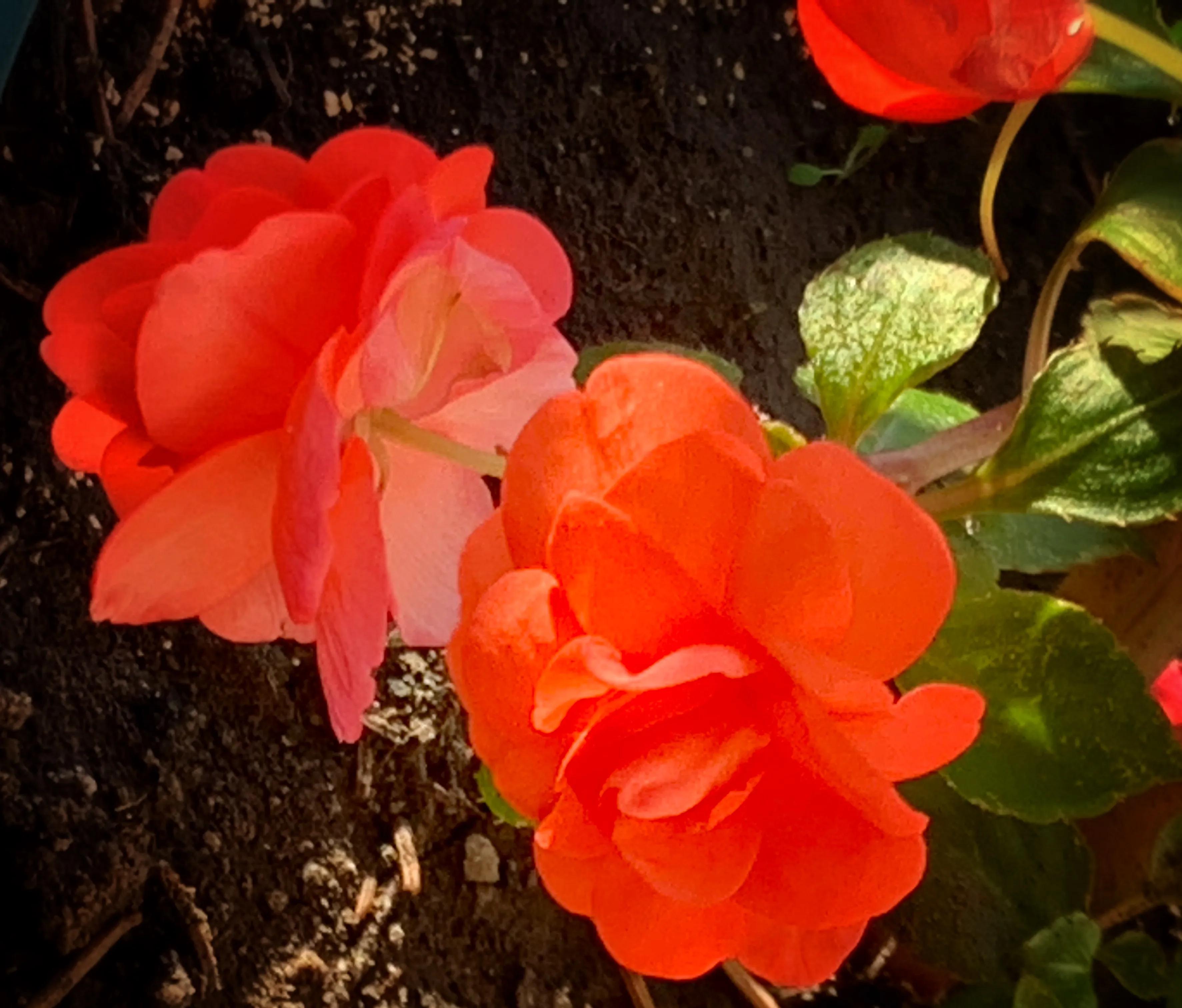 冬日里的鲜花依然盛开,冬日里盛开的第一朵鲜花