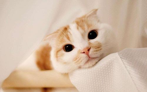 猫咪腹泻拉稀吃什么食物好,猫咪拉肚子要怎么喂益生菌