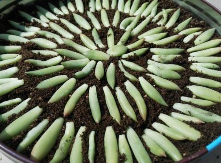 千佛手叶插苗怎么养,多肉千佛手的养殖方法和注意事项