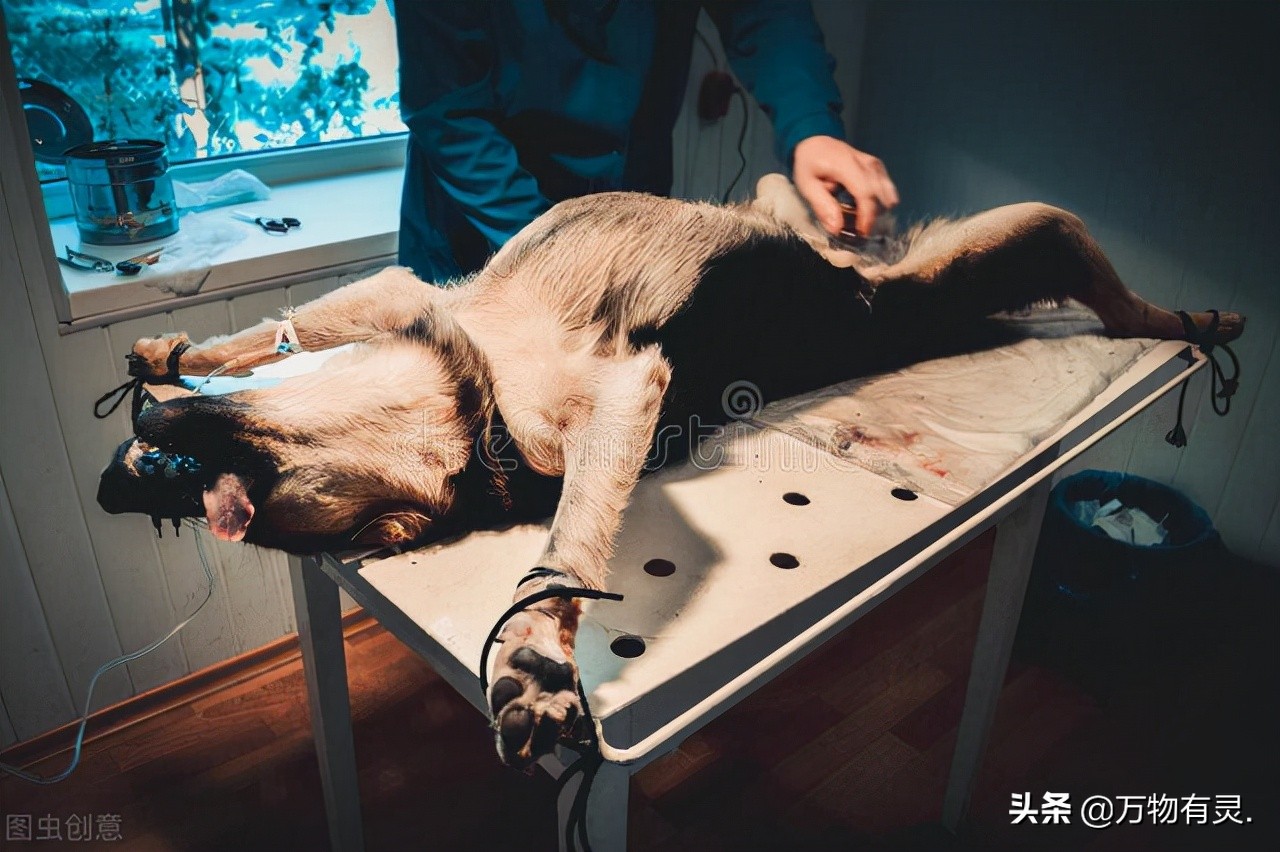 怎么照顾截肢狗,狗割了蛋要注意什么