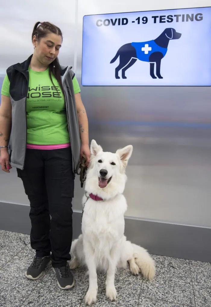 核酸检测太麻烦?10秒出结果的狗狗牌新冠探测器了解一下