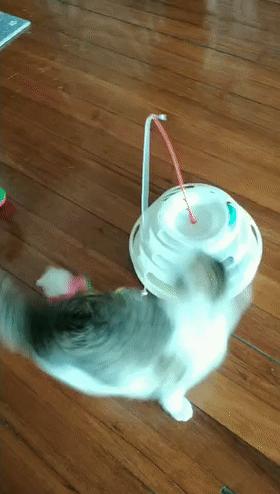 家里不同意养猫,家里不让养猫怎么让家长同意养猫