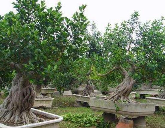 榕树烂根最好的处理方法,榕树烂根怎么救活