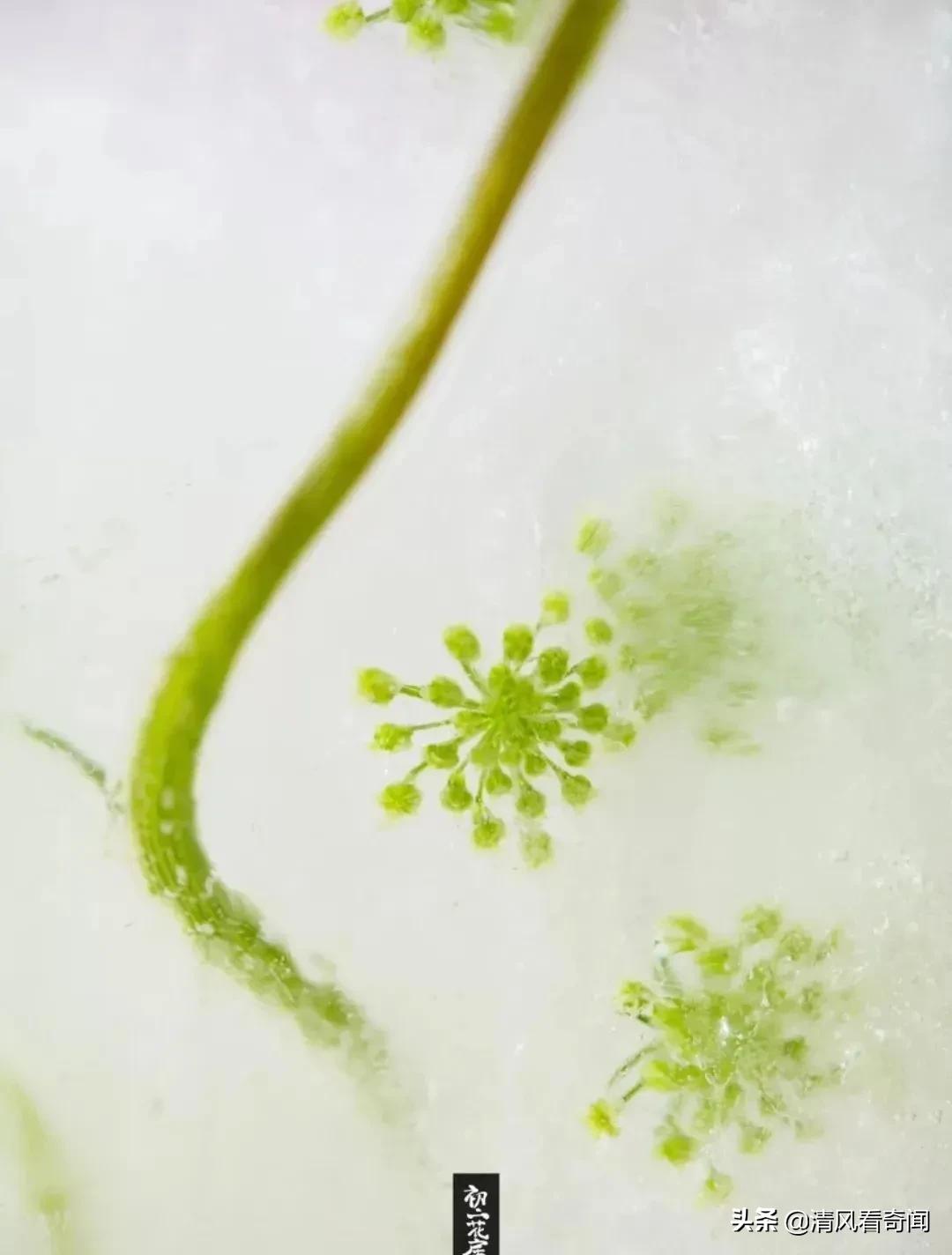 冻冰花美篇,冻冰花的美篇