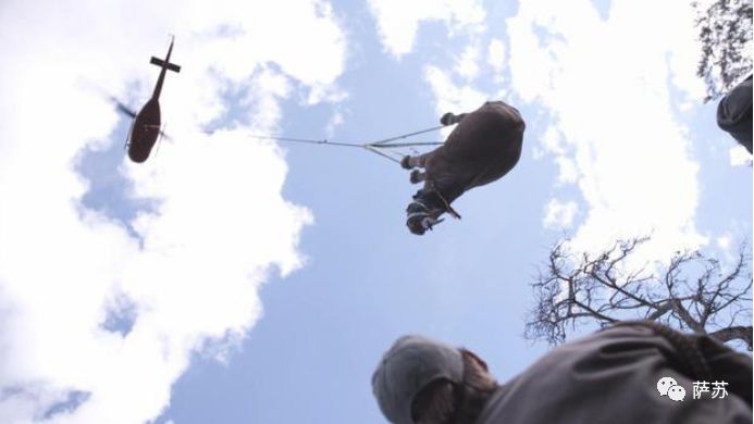 四脚倒挂吊上天运800英里？人类这般虐犀牛，背后的原因听了心酸