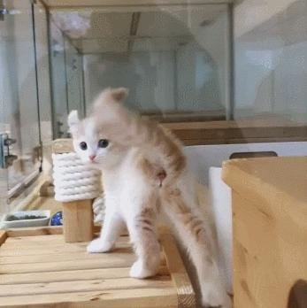 小奶猫的危害视频,小奶猫有什么危险