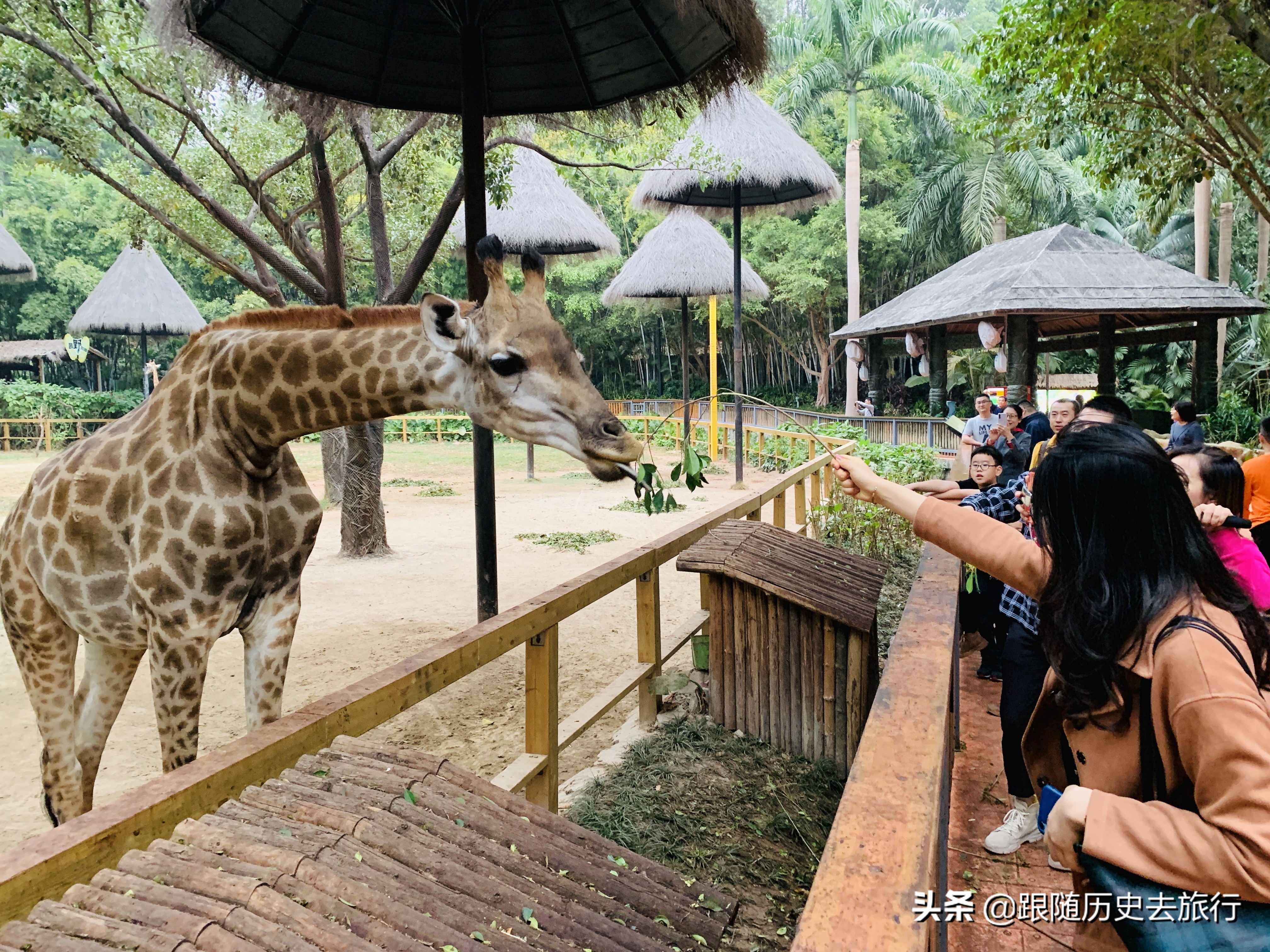 广州长隆动物园大熊猫门票多少钱,广州长隆水动物世界看大熊猫攻略