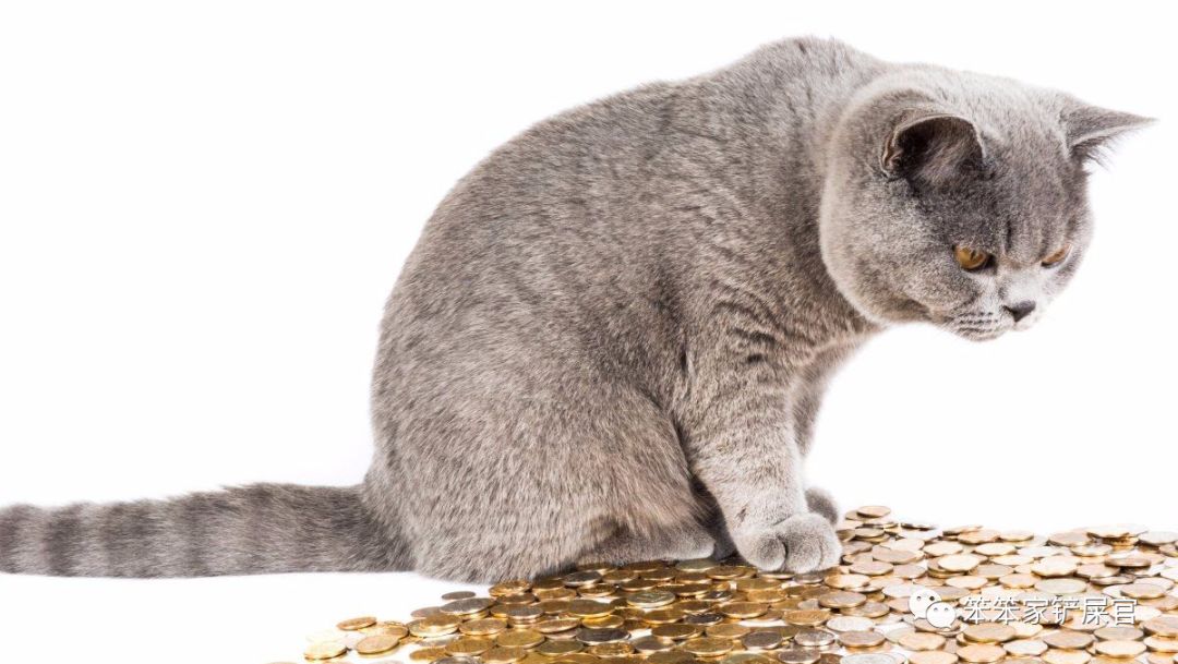 猫咪挑食饿一天,猫咪严重挑食可以饿它几天吗