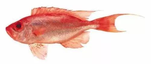 世界顶级海鲜鱼类,史上最完整鱼类海鲜图鉴