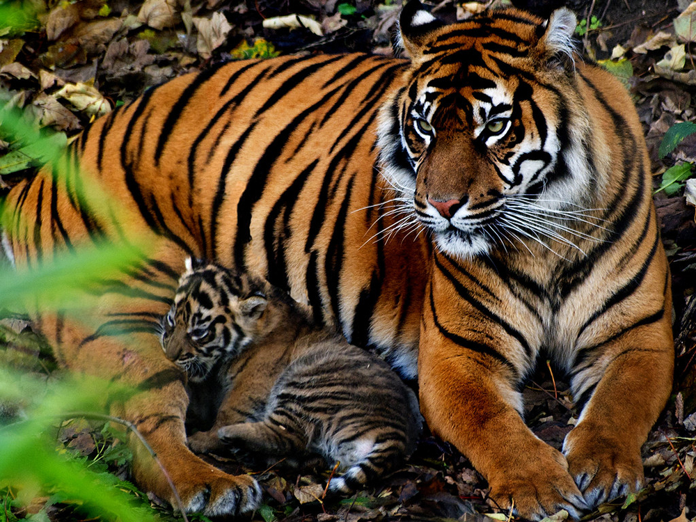 虎毒不食子报应视频,虎毒不食子再凶猛的老虎也有底线