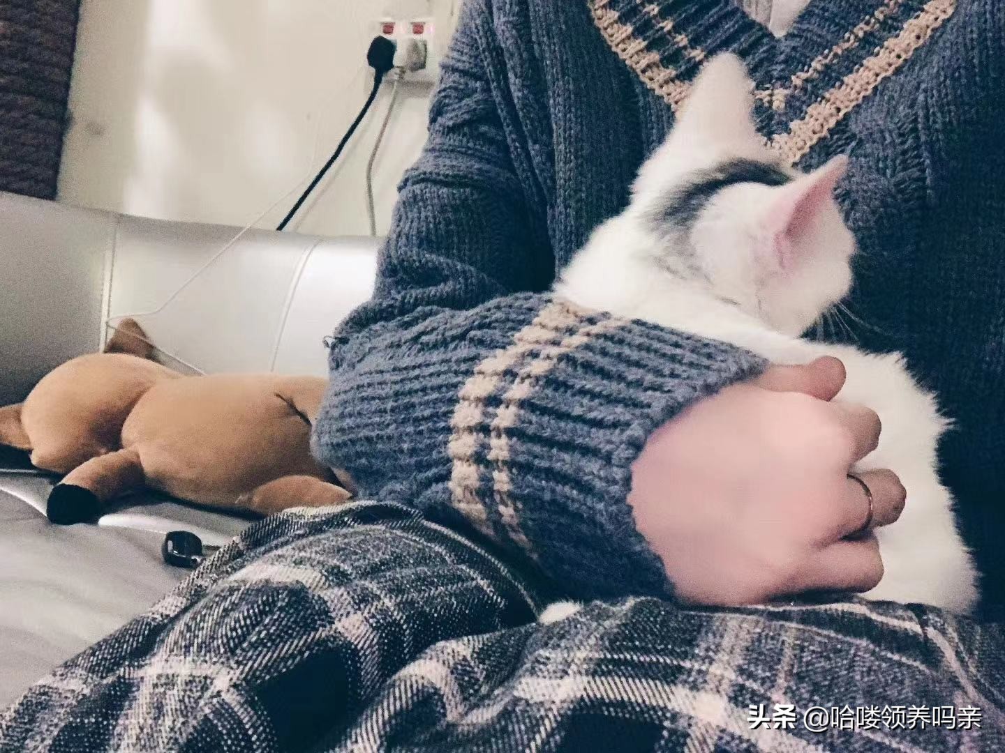 假期出门宠物怎么安置,假期宠物寄养哪里实惠