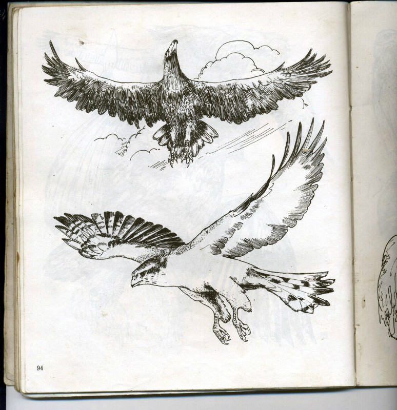 一百幅动物素描,近百幅动物画