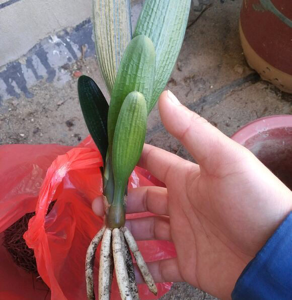 君子兰怎样养叶绿肥根壮,君子兰用什么肥叶绿叶厚