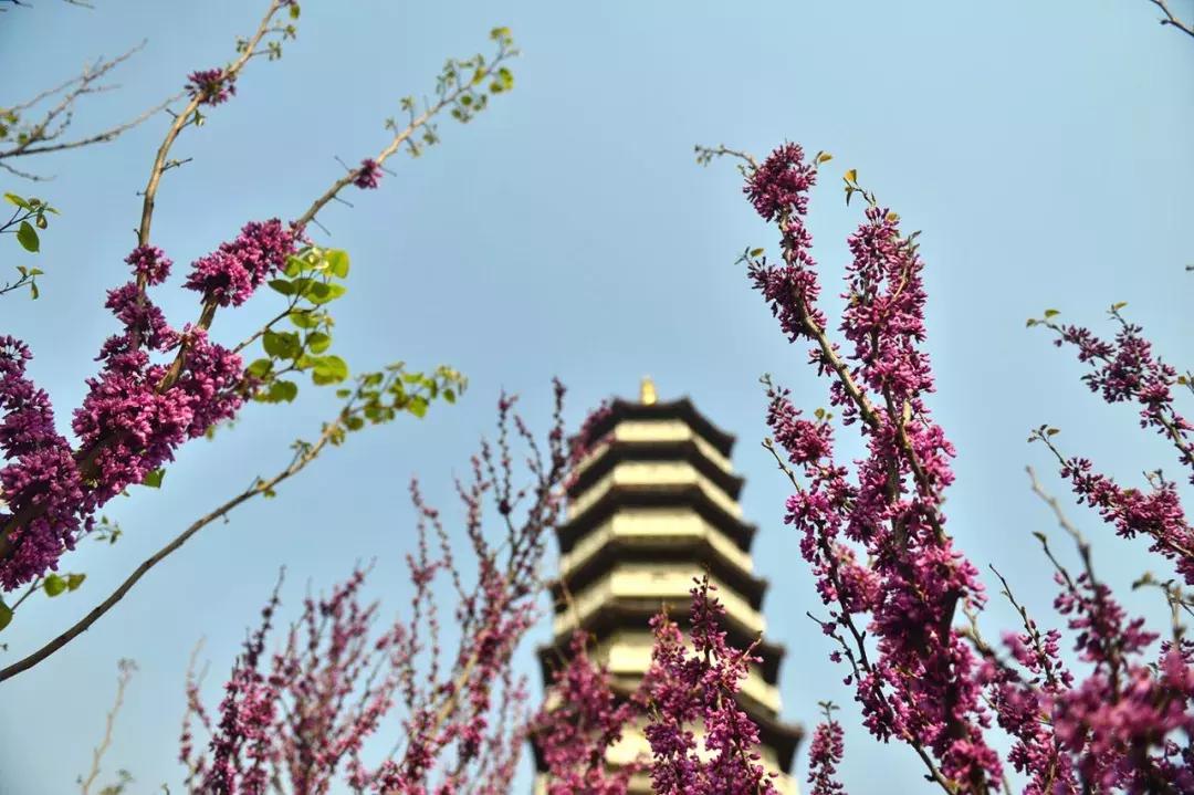 天津除了桃花堤哪里还有桃花,天津看桃花的北运河桃花堤