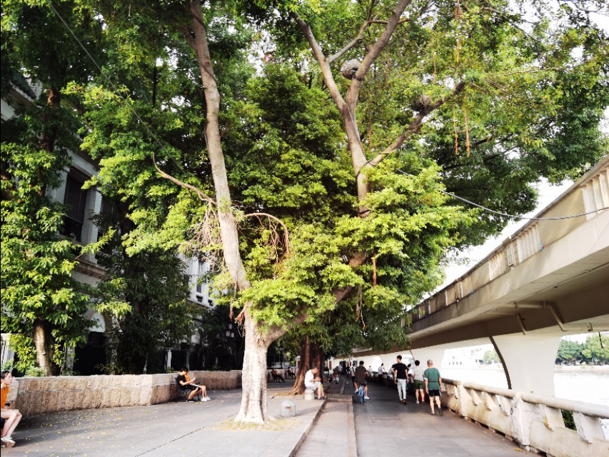 广州租界最早的沙面,广州沙面岛以前是租界吗