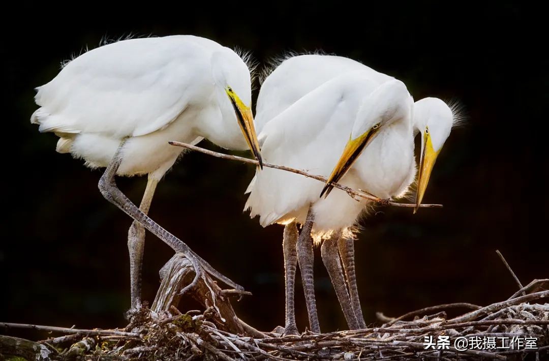 第16届国际摄影艺术展获奖作品,第29届全国摄影艺术展览作品集