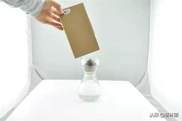 风信子水培小窍门,风信子水培方法教程