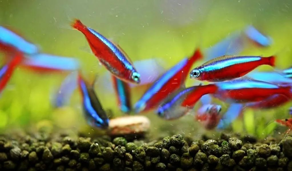 新鱼缸放鱼后水质非常浑浊,鱼缸加了益生菌后水质发白浑浊