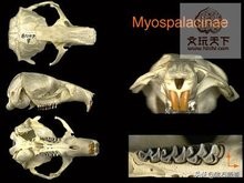 独门暗器——陇右地区那些你真没见过的捕杀鼢鼠的秘技