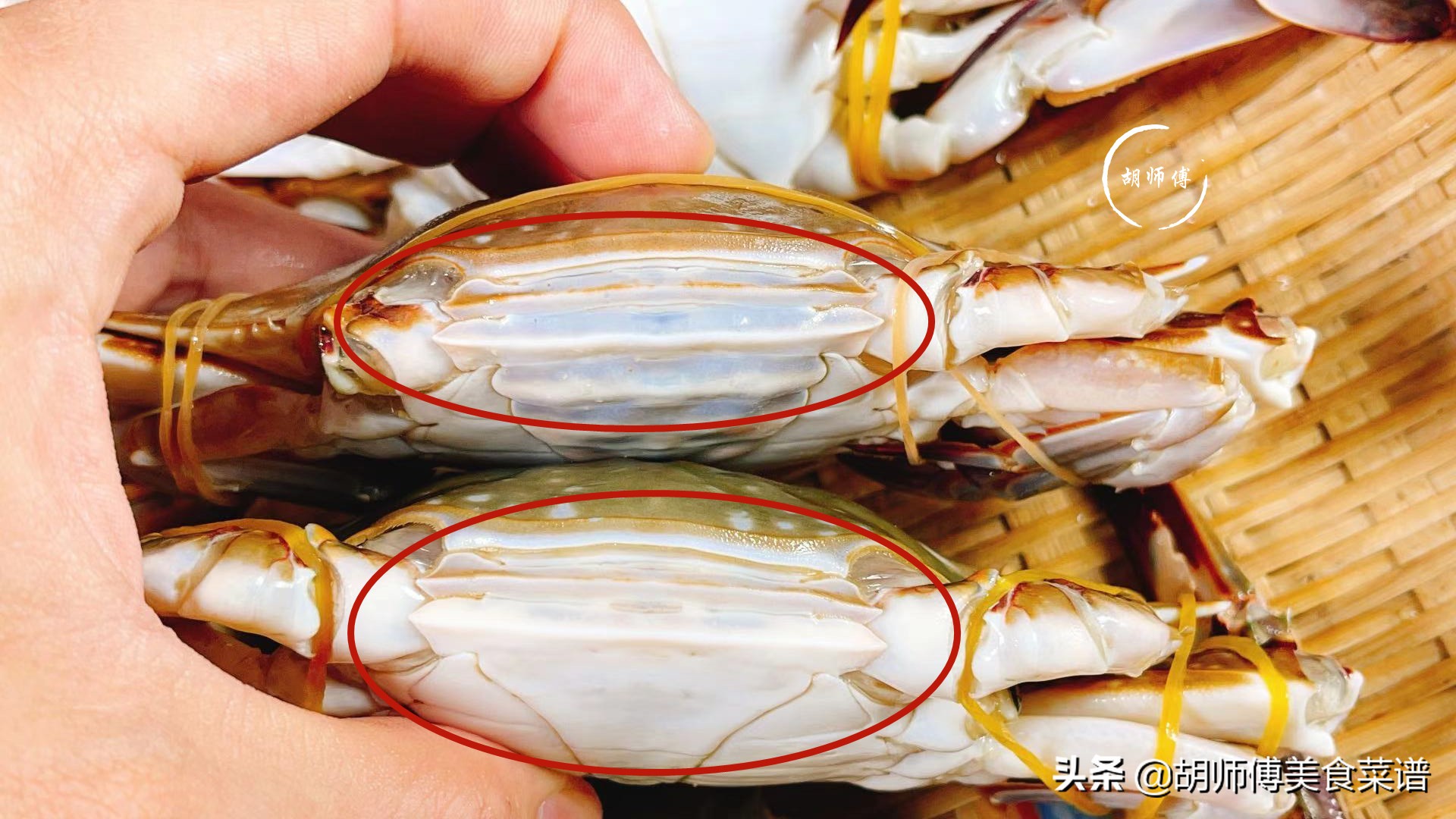 买螃蟹要怎么选才有肉,买螃蟹的小技巧
