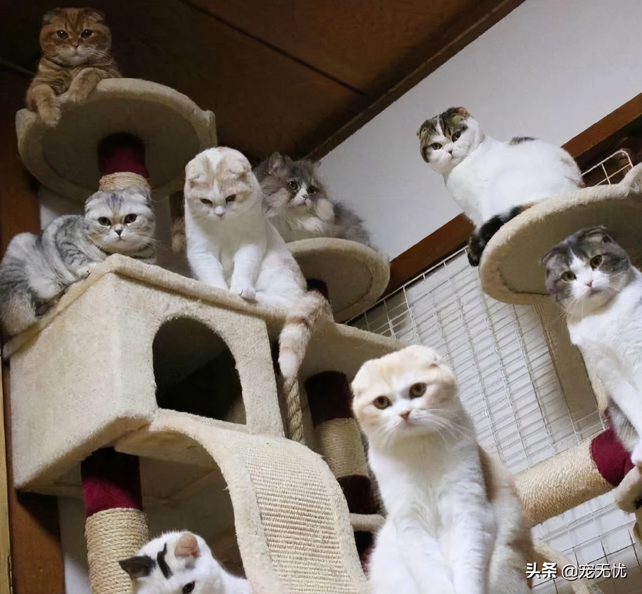 猫咪感染癣,猫咪感染猫癣怎么办