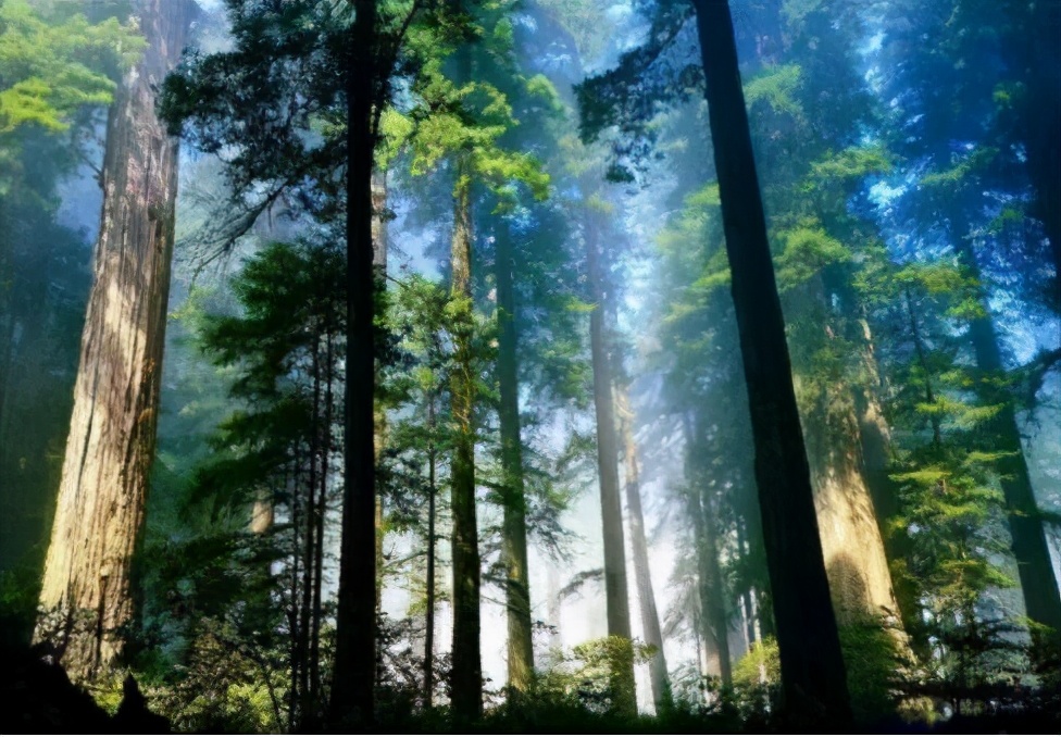 怎样能管理好一个苗圃,苗圃如何运营