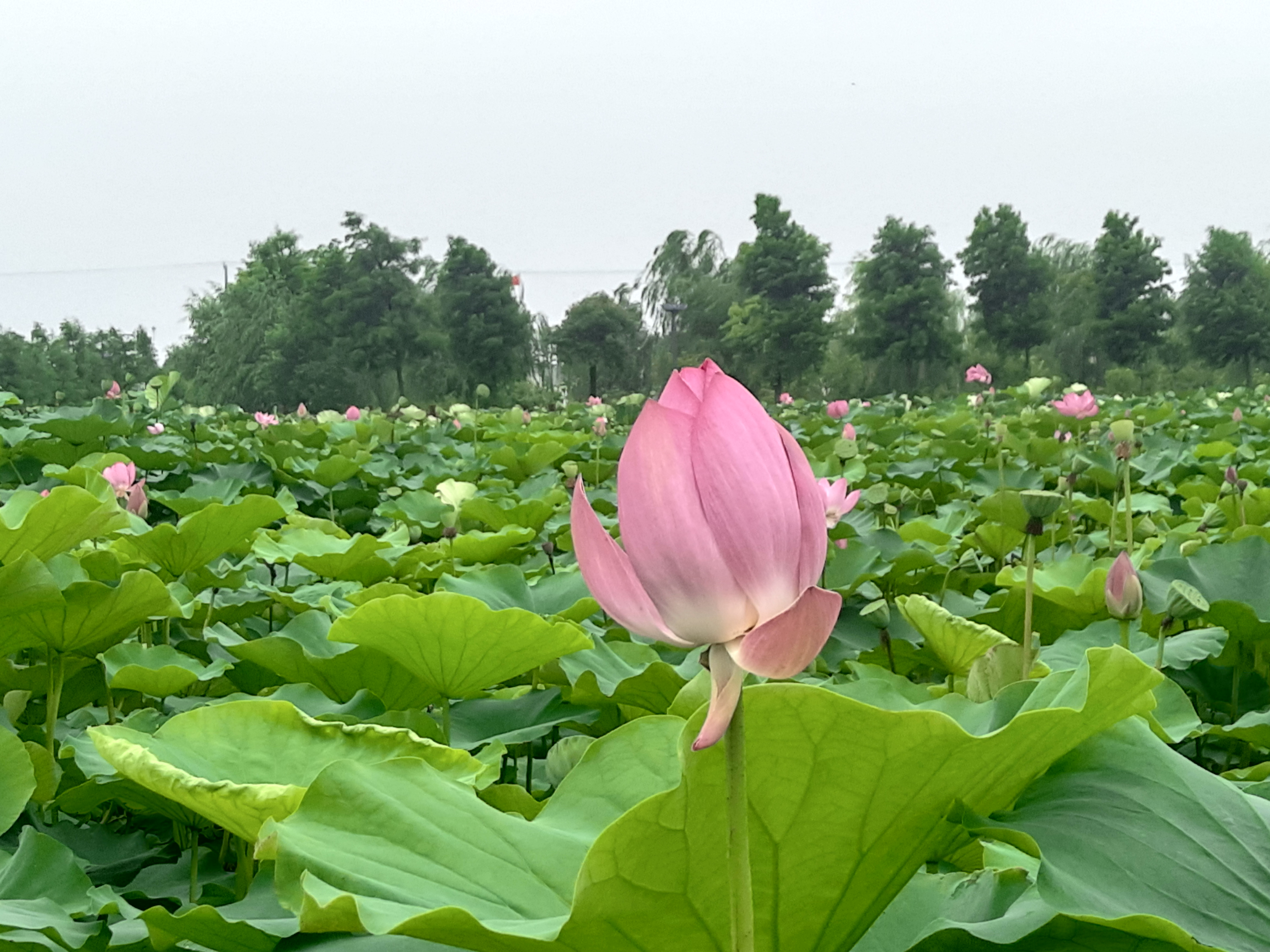 一一风荷举翻译,一一风荷举全诗