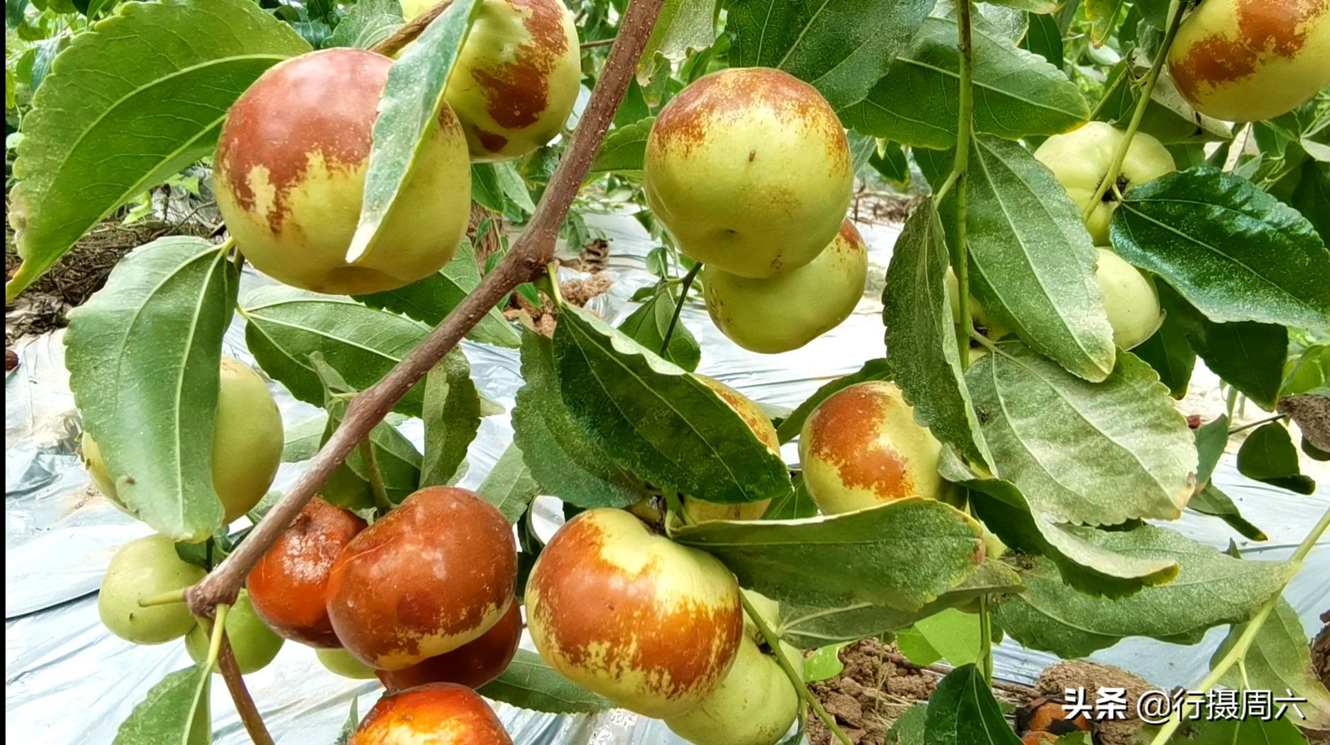 山西农民创奇迹,研究枣树管理技术10年,实现1年能结2次果