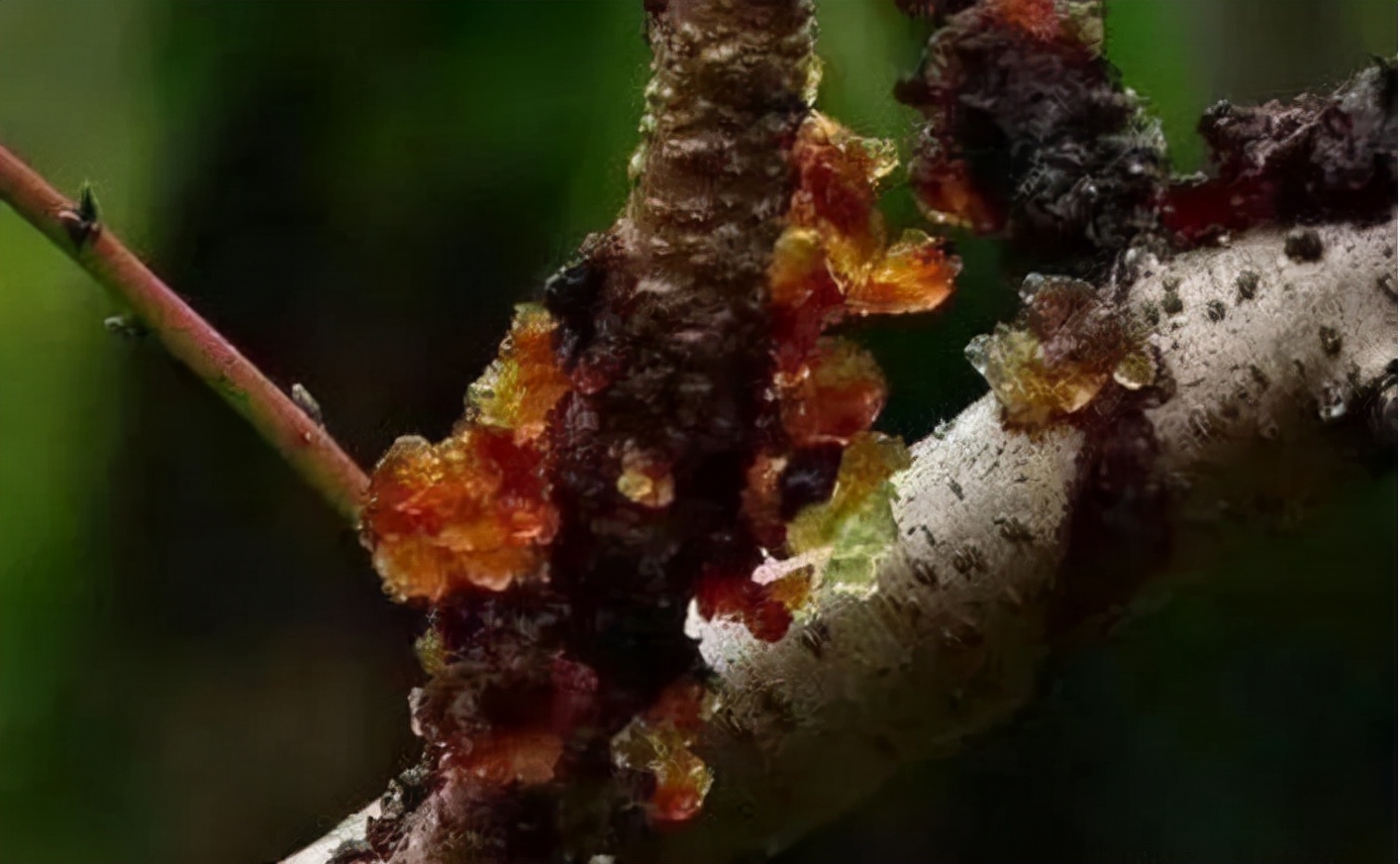 我以后再也不吃桃胶美容了