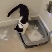 猫猫挠猫砂,猫便便之后挠猫砂盆