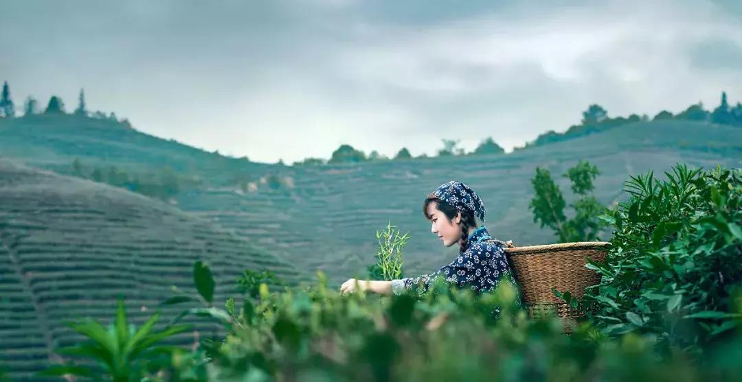 茶百道工作体验真实感受,从事茶行业的自述